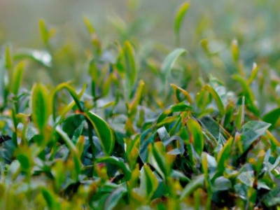 茶叶枕头的好处和坏处