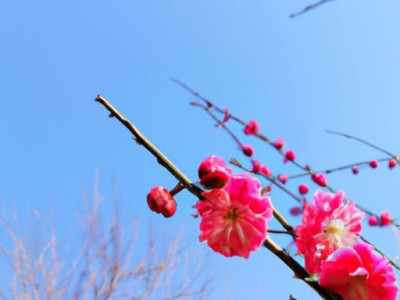 梅花开放的季节及花期