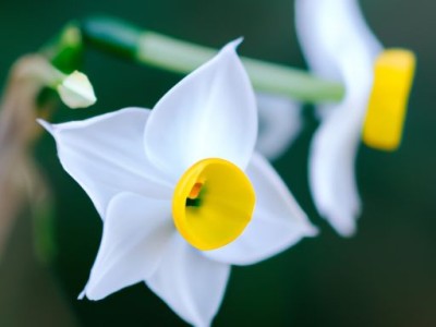 水仙花：优雅花卉之王