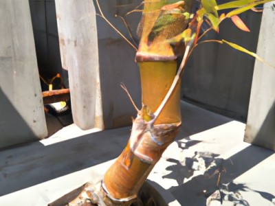 藤凉席和竹凉席哪个更健康？