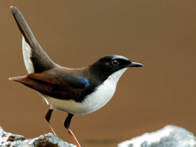 西门子浴霸质量怎么样？西门子浴霸的性能和优点详解