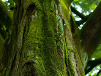 墙衣有卖的吗？