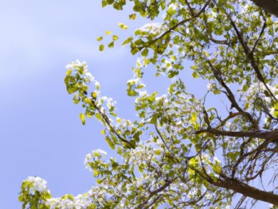 铁线蕨（铁线蕨的养殖方法和注意事项）