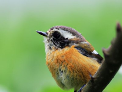 白参的功效与作用