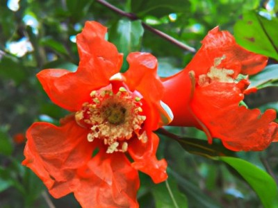 石榴花开放的季节及花期