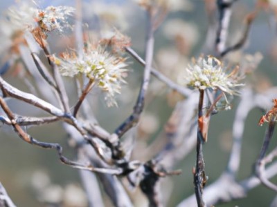 白蜡木是什么档次的实木？