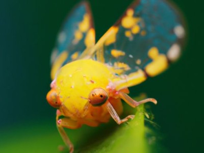 蚕丝枕头的优缺点及详细描述