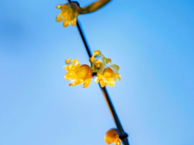 桦木和橡胶木哪个家具（桦木和橡胶木哪个家具好）