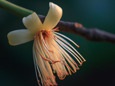 金丝玉是什么玉？金丝玉值钱吗？