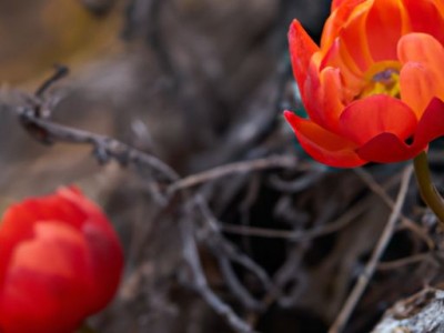 孜然芹及孜然芹图片