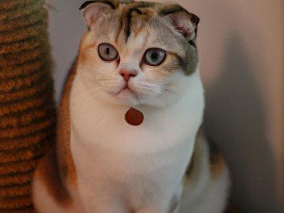 泰国暹罗猫：一只优雅的猫咪