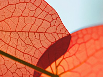 大叶伞的养殖方法及注意事项