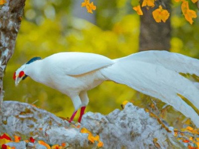 大果紫檀鸡翅木哪个好？