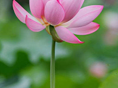 负荷开关及负荷开关和断路器的区别