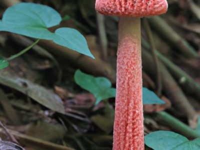 凤尾菇：美味佳肴的秘密武器