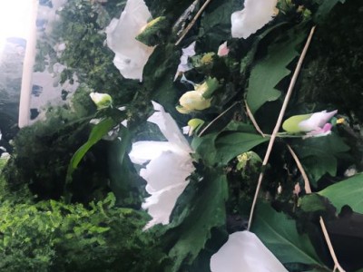 午时花：一种美丽的热带植物