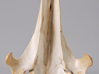 虎骨的功效与作用