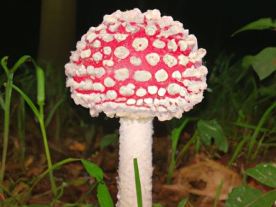 小雨伞打不开？nojvm提示该怎么办？