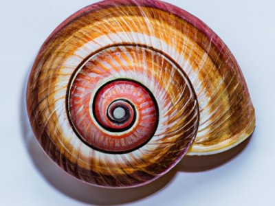 织纹螺及织纹螺图片——海底奇观中的织物艺术品