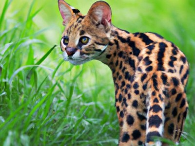 孟加拉豹猫价格及购买指南