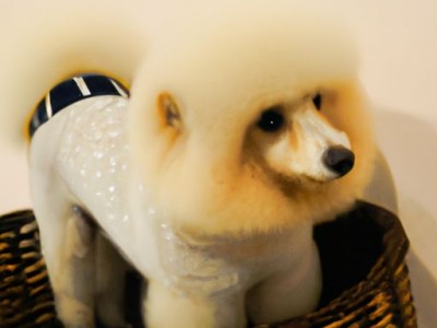 比特狗：数字资产世界的宠物狗