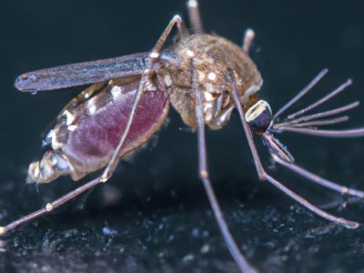 电蚊拍原理及电路图详解