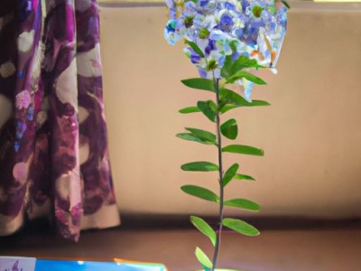 富安娜和紫罗兰哪个好？——选择适合自己的墙面涂料