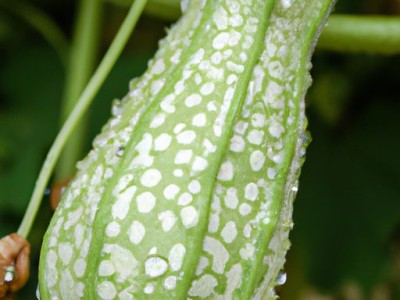 吊瓜子是什么？吊瓜子是什么果实的种子？