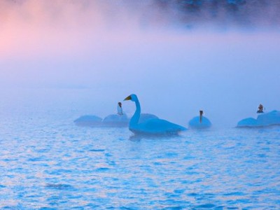 天鹅绒：贵气与典雅的象征
