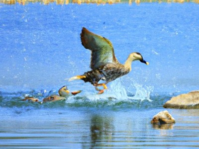 如何找到墙里的漏水点？