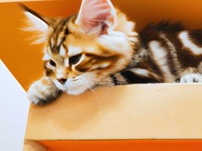 虎和炳哪个火多？