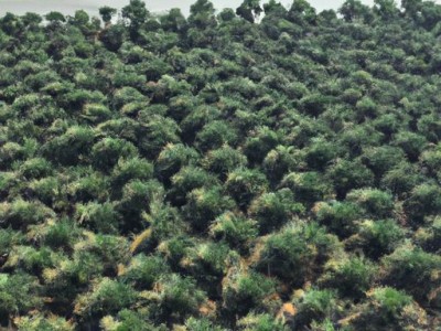 铁树在哪个地方出产及铁树在哪个地方出产的详细解析