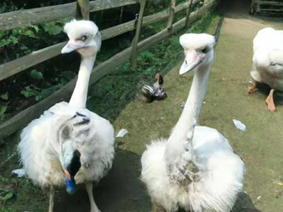 卡片机是什么意思及行车记录仪卡片机是什么意思