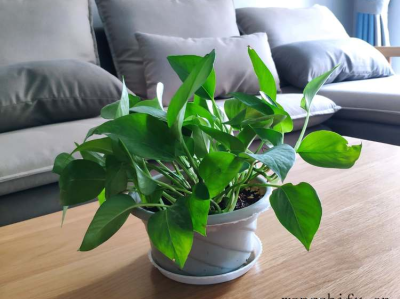 TVOC（tvoc指什么）