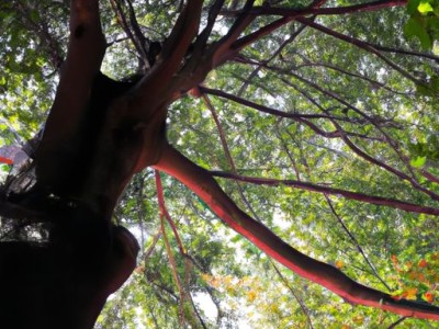 樟木的功效与作用：从保健、美容、驱虫、杀菌四个方面探索