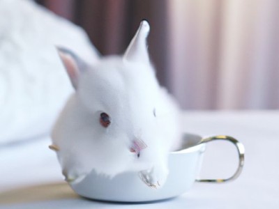 你知道仿瓷涂料要怎么施工才是正确的吗？