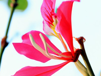 石仙桃：神奇的天然宝石