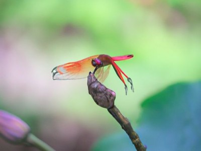 五斗柜及五斗柜图片——实用的家居收纳神器