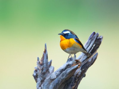 金俊眉和金骏眉属于什么茶类？