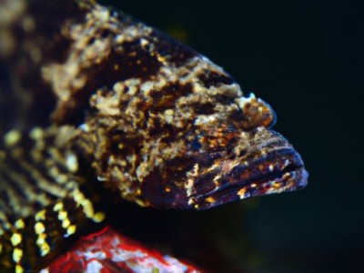 龙鱼图片及龙鱼图片大全 图片高清