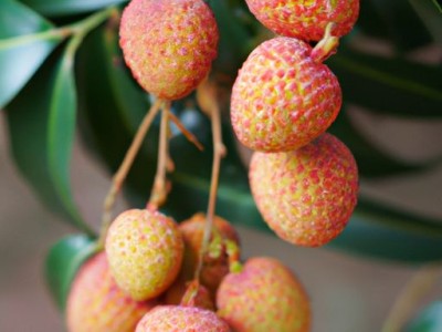 番荔枝种植及番荔枝种植技术详解