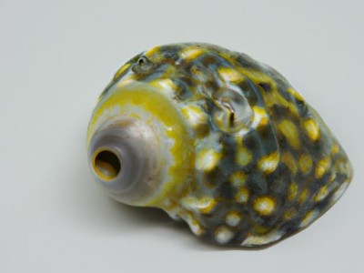 如何煮熟香螺？香螺煮几分钟最合适？