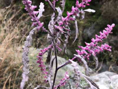 小叶紫檀与崖柏哪个好？小叶紫檀与崖柏哪个好养？