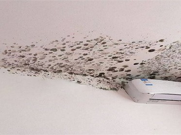 怎样预防回南天墙壁发霉