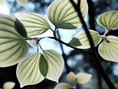 遮阳百叶窗：舒适宜人的遮阳选择