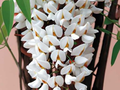 香薷及其功效与作用详解