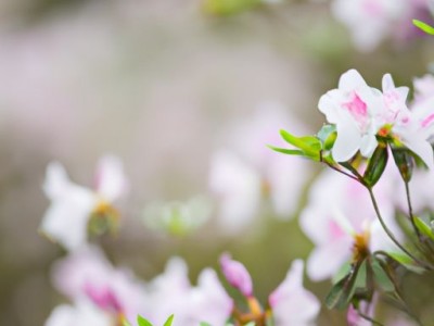 杜鹃花的图片及杜鹃花的图片大全大图