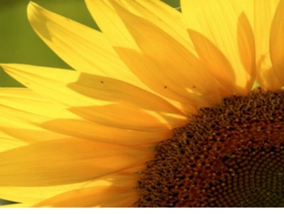 太阳把向日葵粉刷的金黄金黄就像什么