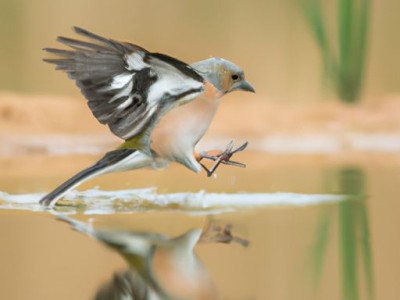 如何制作美味的蟹味菇