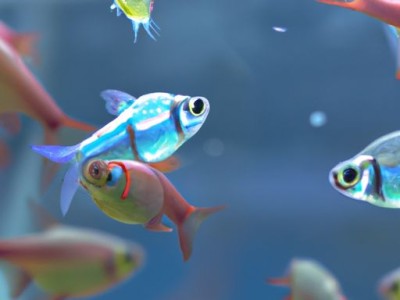 了解风水鱼类，让你的家居风水更加完美